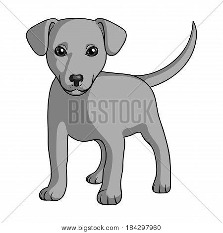 Puppy labrador.Animals single icon in monochrome style vector symbol stock illustration .