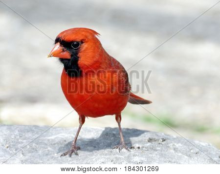 Red Cardinal on a stone in Humber Bay Park on a shore of the Lake Ontario in Toronto Canada April 27 2017