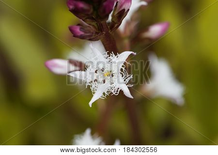Macro photo of bogbean (Menyanthes trifoliata) a medical plant in Europe.