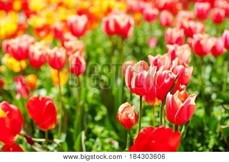 Flower tulips background. Beautiful view of color tulips