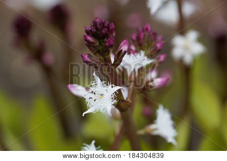 Macro photo of bogbean (Menyanthes trifoliata) a medical plant in Europe.
