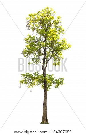 Close up Tree isolated on white background