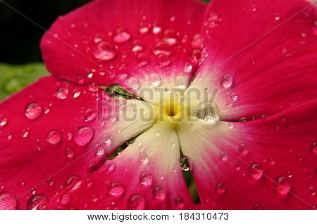 Impatiens Touch-me-not Busy Lizzie close-up macro of red flower covered in raindrops