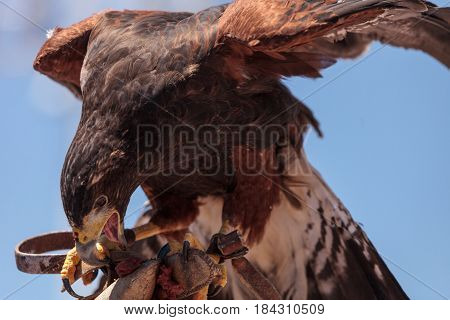 Harris Hawk Parabuteo unicinctus a bird of prey on a perch in captivity