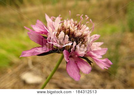 Pale pink Scabiosa Pincushion Flowers growing in South Australian bushland along a bush walking track