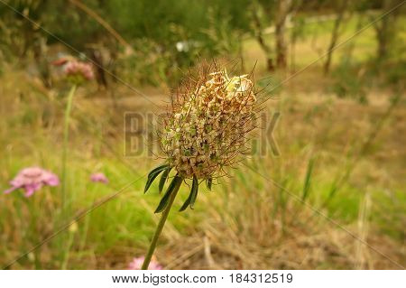 Scabiosa Pincushion Flower bud growing in South Australian bushland along a bush walking track