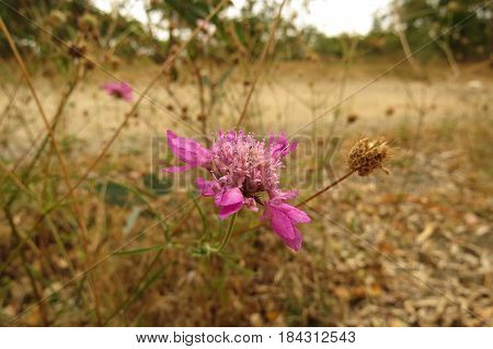 Scabiosa Pincushion Flower growing in South Australian bushland along a bush walking track