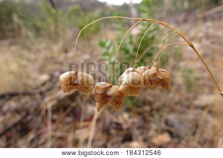 Native Australian grass with seed pods along a bush walk trail dry and brown
