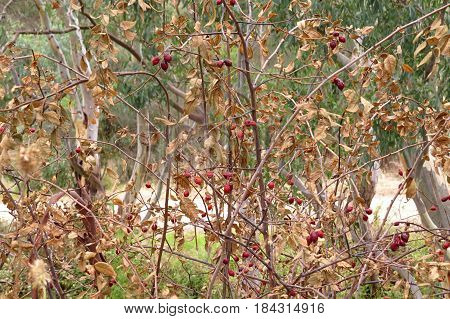 Native Australian shrub bush with brown leaves and red berries along a bush walk trail dry Autumn
