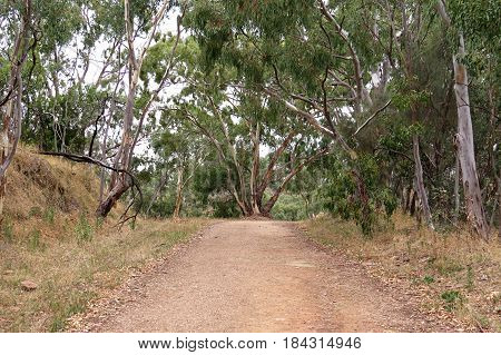 Australian bush walking trail brown dry grass and gum Eucalyptus trees