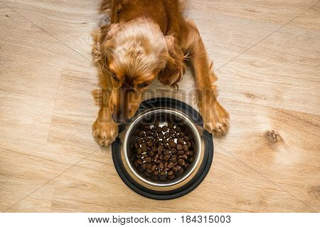 Hungry Cocker Spaniel with bowl of granules - feeding a dog