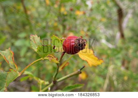 Native wild rose hip pod berry in Australian bush land scrub in Autumn