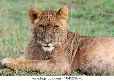 A young lion stares down the camera.