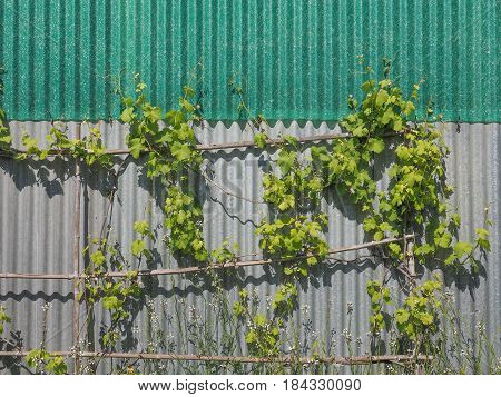Vitis (grapevine) Plant