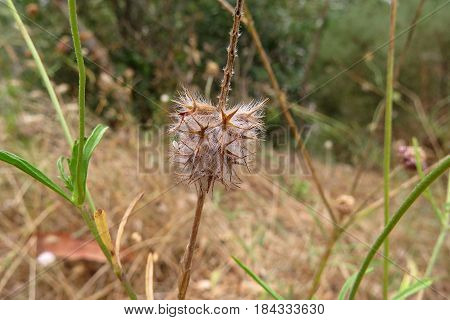 Native Australian grass with seed pods along a bush walk trail