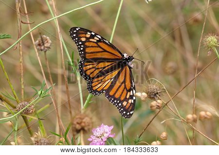 Butterfly resting on a Scabiosa Pincushion Flower growing in South Australian bushland along a bush walking track