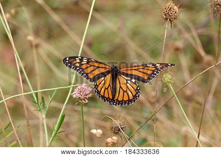 Butterfly resting on a Scabiosa Pincushion Flower growing in South Australian bushland along a bush walking track