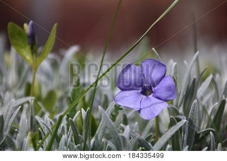 Vinca minor is a beautiful flower iin spring forest