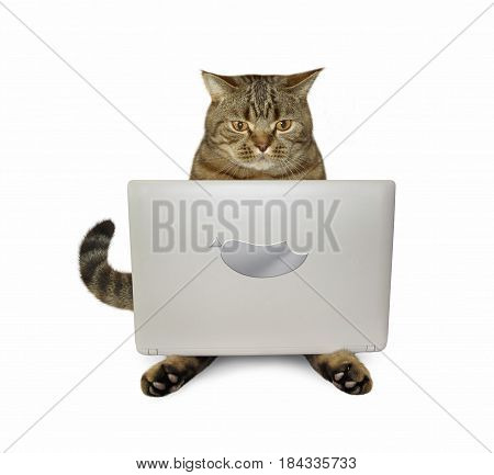 The clever cat with a gadget is on white background.