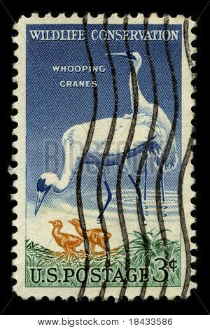 USA - CIRCA 1950: Een stempel gedrukt in de Verenigde Staten toont foto van de gewijd aan de c natuurbehoud