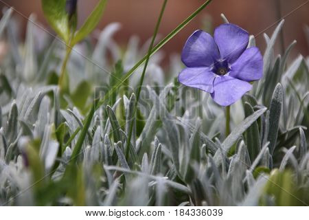 Vinca minor is a beautiful flower iin spring forest
