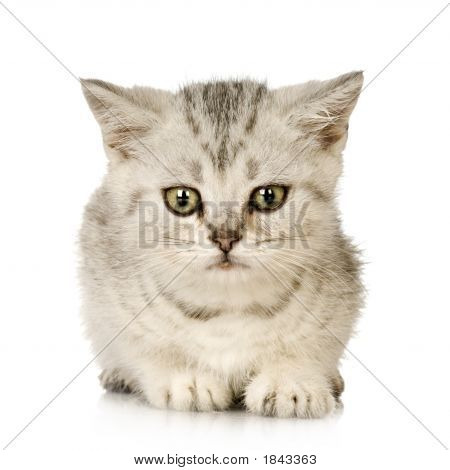 แมว Abyssinian