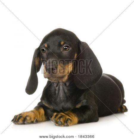 Dachshund