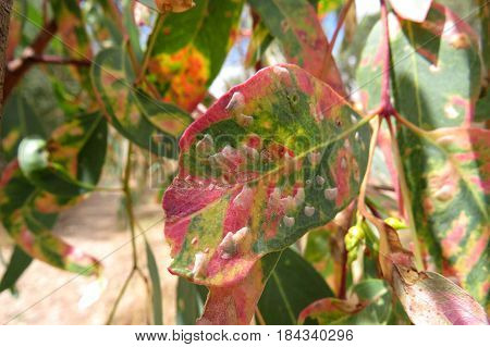 Eucalyptus gum leaves along an Australian bush walking trail track with fungal disease