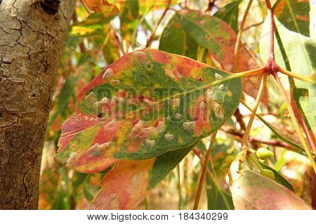 Eucalyptus gum leaves along an Australian bush walking trail track with fungal disease
