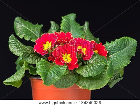 Bright blossoming primrose in the flowerpot over black background