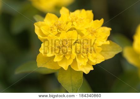 Macro of a flower of cushion spurge (Euphorbia epithymoides)