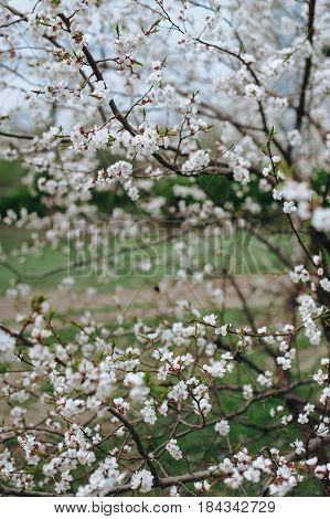 Spring in Japan. Flowering apricot tree. May.