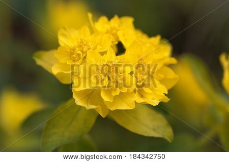Macro of a flower of cushion spurge (Euphorbia epithymoides)