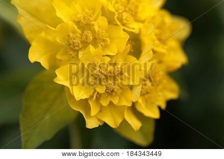 Macro of a flower of cushion spurge (Euphorbia epithymoides)