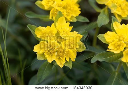 Macro of a flower of cushion spurge (Euphorbia epithymoides)