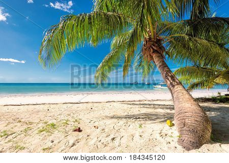 Palm tree on white samd in tropical island.