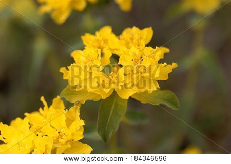 Macro of a flower of cushion spurge (Euphorbia epithymoides)