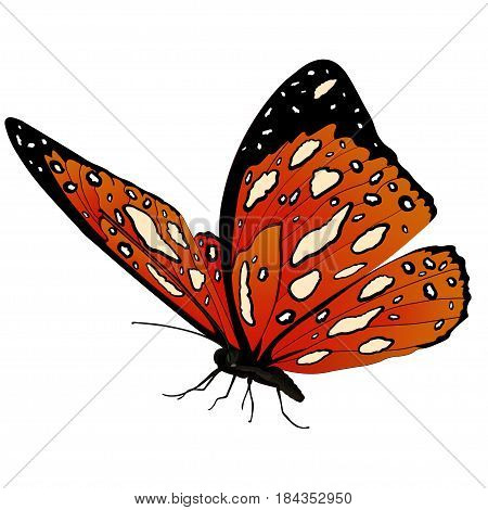 Butterfly With Orange Spotted Wings, Isolated On White Background. Vector Illustration, Banner, Card