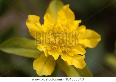 Macro of a flower of cushion spurge (Euphorbia epithymoides)