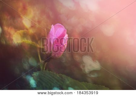 Spring flowers background. Pink Bud of rose hips is illuminated by sunlight. Soft selective focus. Bright colorful spring photo background