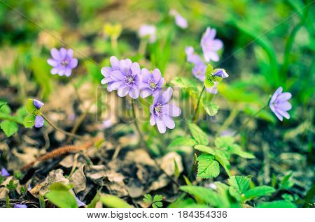 Blue Wildflower Hepatica Growing In The Forest