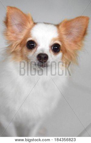 A cute long hair coat chihuahua looking at the camera