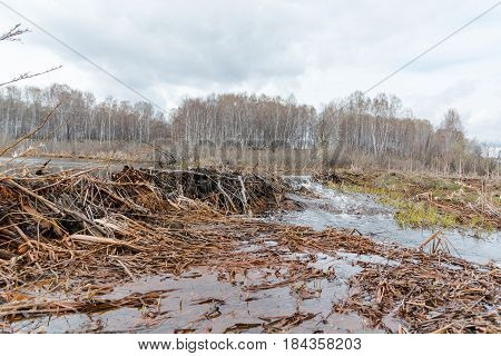 Beaver Dam. The Dam Constructed By A Beaver. House Of A Beaver.
