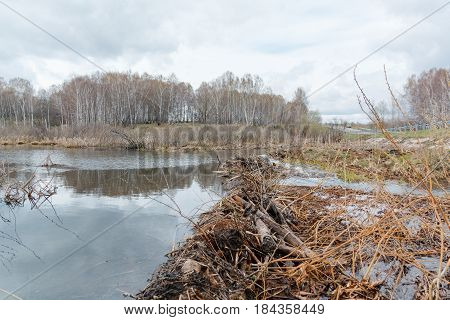 Beaver Dam. The Dam Constructed By A Beaver. House Of A Beaver.