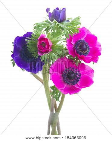 Fresh colorful Anemones flowers posy isolated on white background