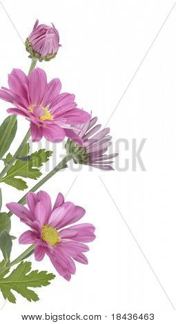 สีชมพู daises