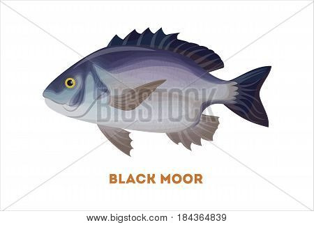 Isolated black moor fish on white background. Fresh food.