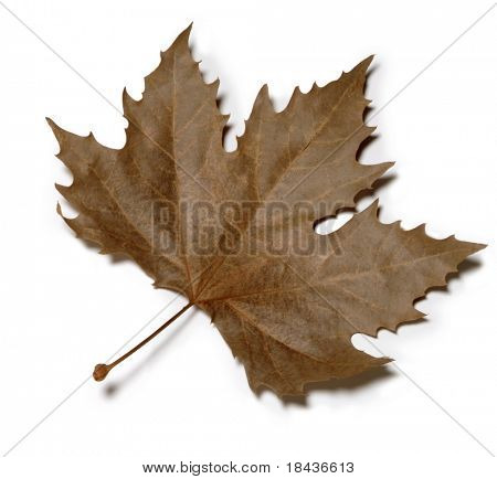 Platanus volno