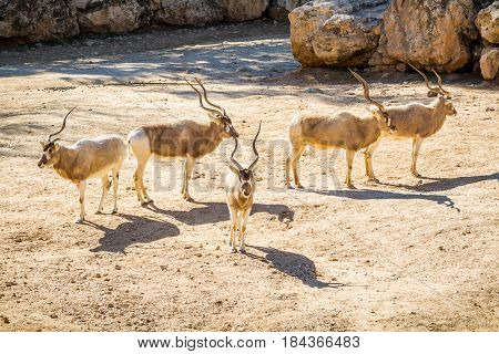 JERUSALEM, ISRAEL - JANUARY 23: The Addax, White antelope or screwhorn antelope in Biblical Zoo in Jerusalem, Israel on January 23, 2017