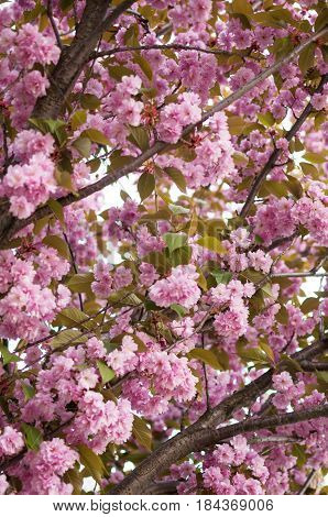 cherry blossom background with lovely pink color. sakura background